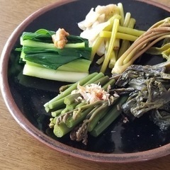 山菜採りを一緒に楽しみませんか。 - 地元のお店