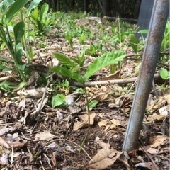 一緒に木を植えてみませんか？ - その他