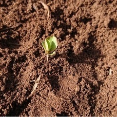 一緒に木を植えてみませんか？ - 上水内郡