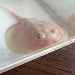 アルビノプラチナスノーダイヤモンドポルカの画像