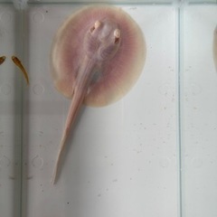 アルビノプラチナスノーダイヤモンドポルカの画像