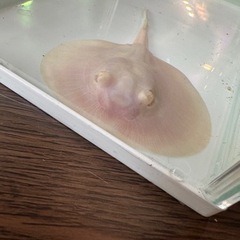 アルビノプラチナスノーダイヤモンドポルカの画像