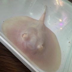 アルビノプラチナスノーダイヤモンドポルカの画像