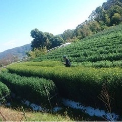 <農業>小菊の栽培の画像