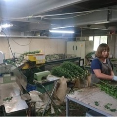 <農業>小菊の栽培の画像