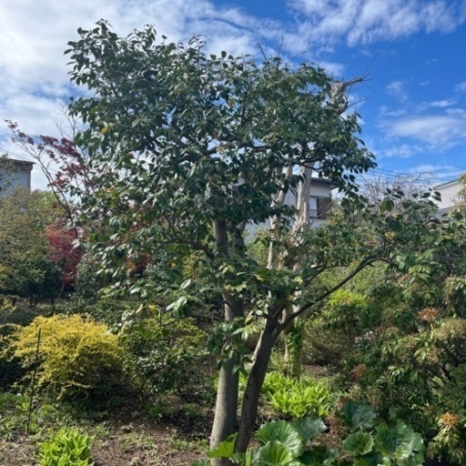 ツバキ・白侘助