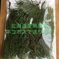 本日特価【松葉】松の葉北海道産無農薬天然ハーブ採れたて