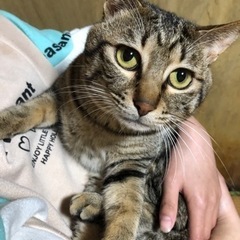 きつ君の生涯の家族を探しています🐱！