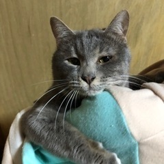 だるま君の生涯の家族を探しています🐱