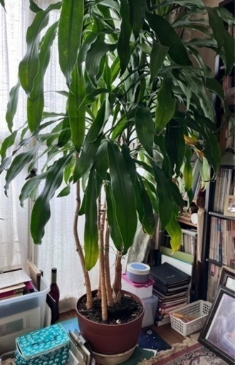 代理投稿　観葉植物　ドラセナ2メートル