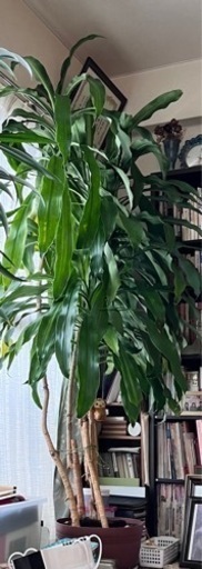 代理投稿　観葉植物　ドラセナ2メートル