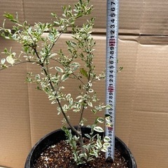 お取り引き中です🙇‍♀️シルバープリペット　仮植え状態