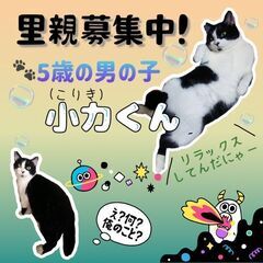 北野での多頭飼育より保健所に連れて行かれそうになっていたちょっと...