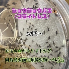 カエルの餌 飛ばない ショウジョウバエ 餌 50匹～ 格安