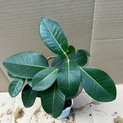 お取り引き中です🙇‍♀️フランスゴムの木　曲がり　フィカス　ゴムの木　観葉植物の画像