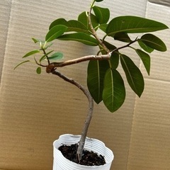お取り引き中です🙇‍♀️フランスゴムの木　曲がり　フィカス　ゴムの木　観葉植物の画像