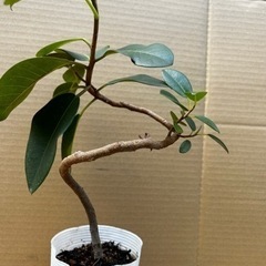 お取り引き中です🙇‍♀️フランスゴムの木　曲がり　フィカス　ゴムの木　観葉植物の画像