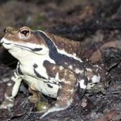 ヒキガエル探しています。