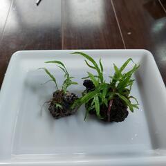 水草(ミクロソリウムトライデント)