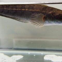 【感謝価格】 チャンナ・マルリオイデスジャンビ産5cm【スネークヘッド その他