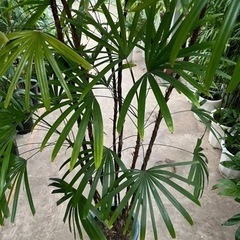 シュロチク 大鉢 処分品