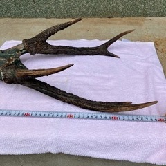 (8月5日まで)鹿の角の画像