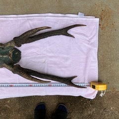 (8月5日まで)鹿の角の画像