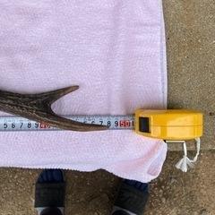 (8月5日まで)鹿の角の画像