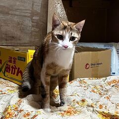 一生可愛がって頂ける飼い主様を募集しています。