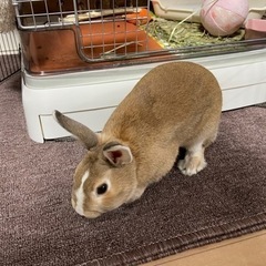【お譲り先が決まりました！】うさぎの里親様を探しています。
