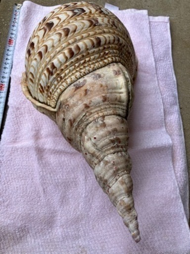 超希少！特大39㎝ホラガイ☆未加工/ほら貝