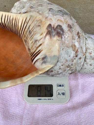 43㎝特大　法螺貝　ホラガイ 大型修験道法螺貝 山伏 密教 魔除け 熊よけ❣️ホラガイ ほら貝 Amazon