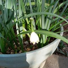 グレコマとアイビー　寄植えなどにの画像