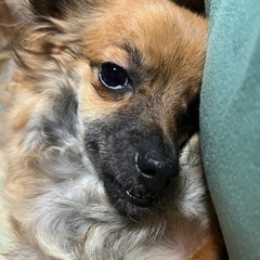 頭蓋骨形成不全チワワ