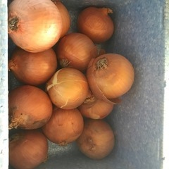 玉ねぎ 12個