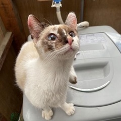 里親募集！！とても人懐っこい猫ちゃん♀