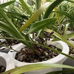 金稜辺（キンリョウヘン） ミツバチ蘭 花芽付 2芽