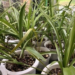 金稜辺（キンリョウヘン） ミツバチ蘭 花芽付 2芽の画像