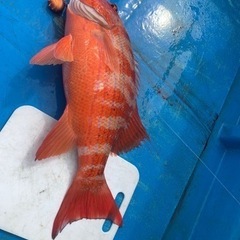 沖釣り誘って欲しいです😁