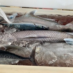沖釣り誘って欲しいです😁 - 宜野湾市