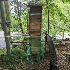 日本蜜蜂の初め方お教え致します