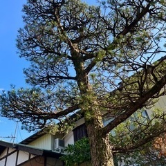 草刈り・伐採・庭木の手入れします！