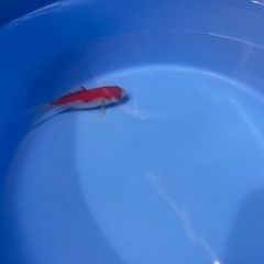 金魚　コメット　あげます。