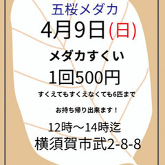 【五桜メダカ】 4月9日　メダカすくい