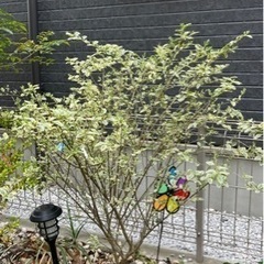 庭木の画像