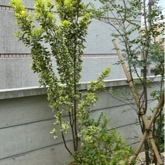 庭木の画像