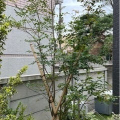 庭木の画像