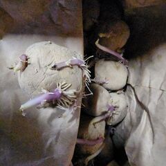 種芋 種ばれいしょ ジャガイモ 男爵 20㎏/袋 北海道産 - 茂原市