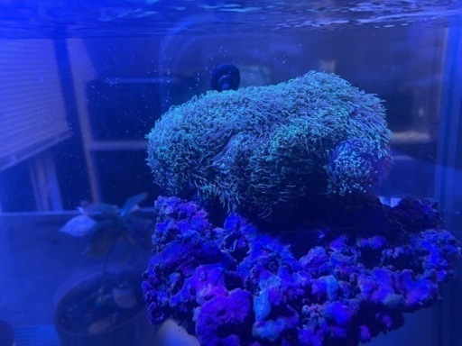 スターポリプ　海水魚　サンゴ