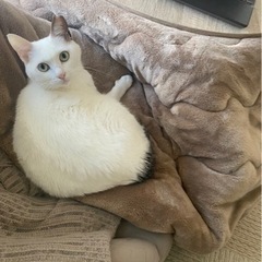 猫未だに探してます